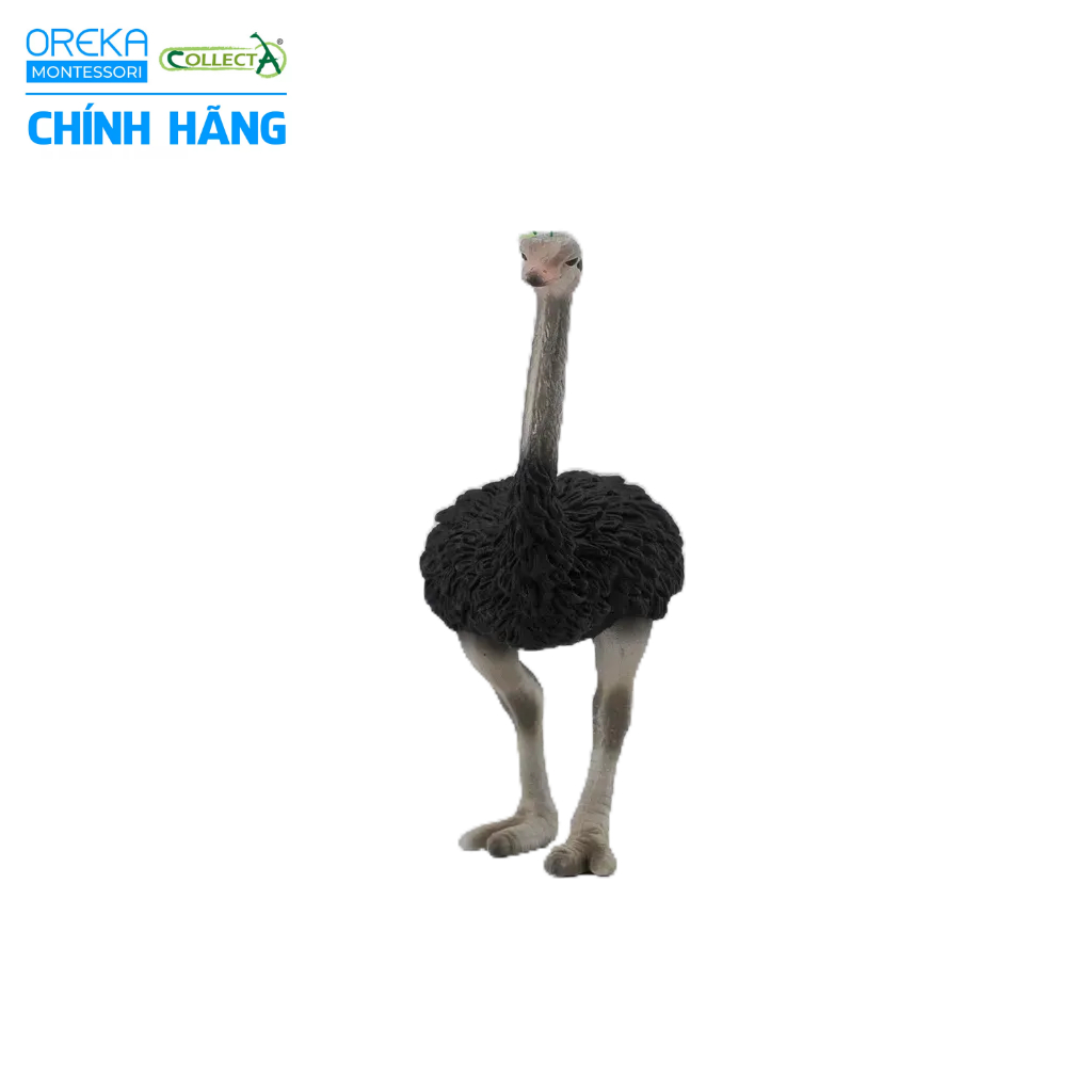 Mô hình động vật: Đà Điểu