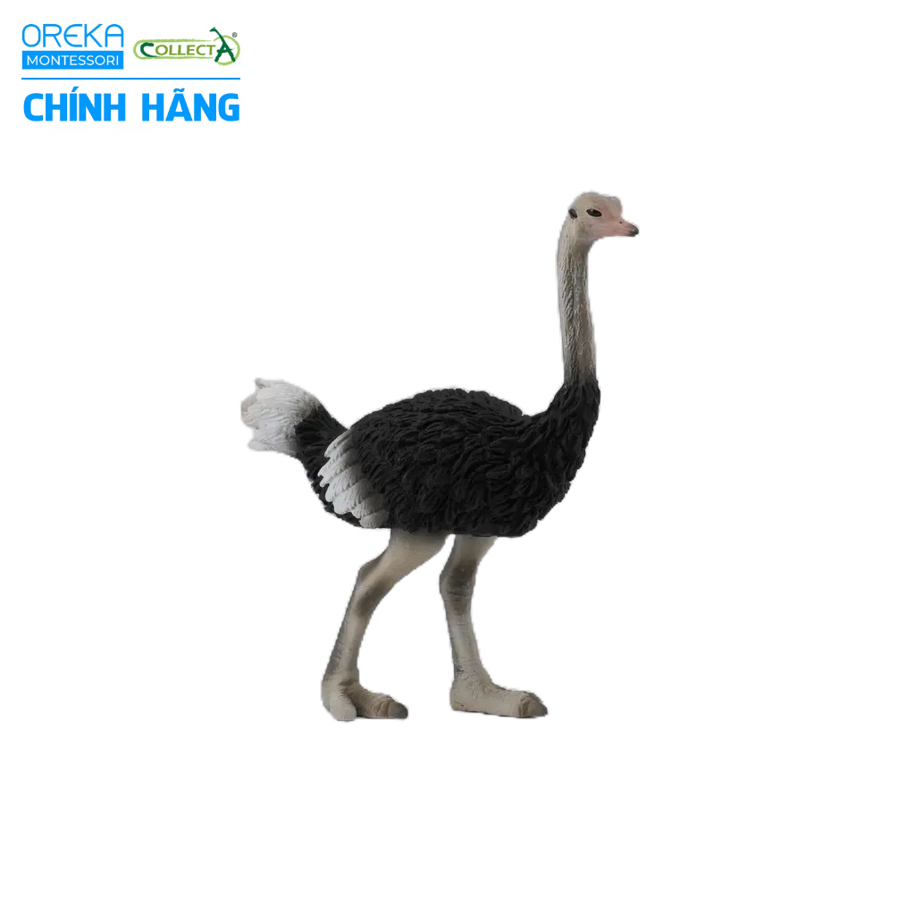 Mô hình động vật: Đà Điểu