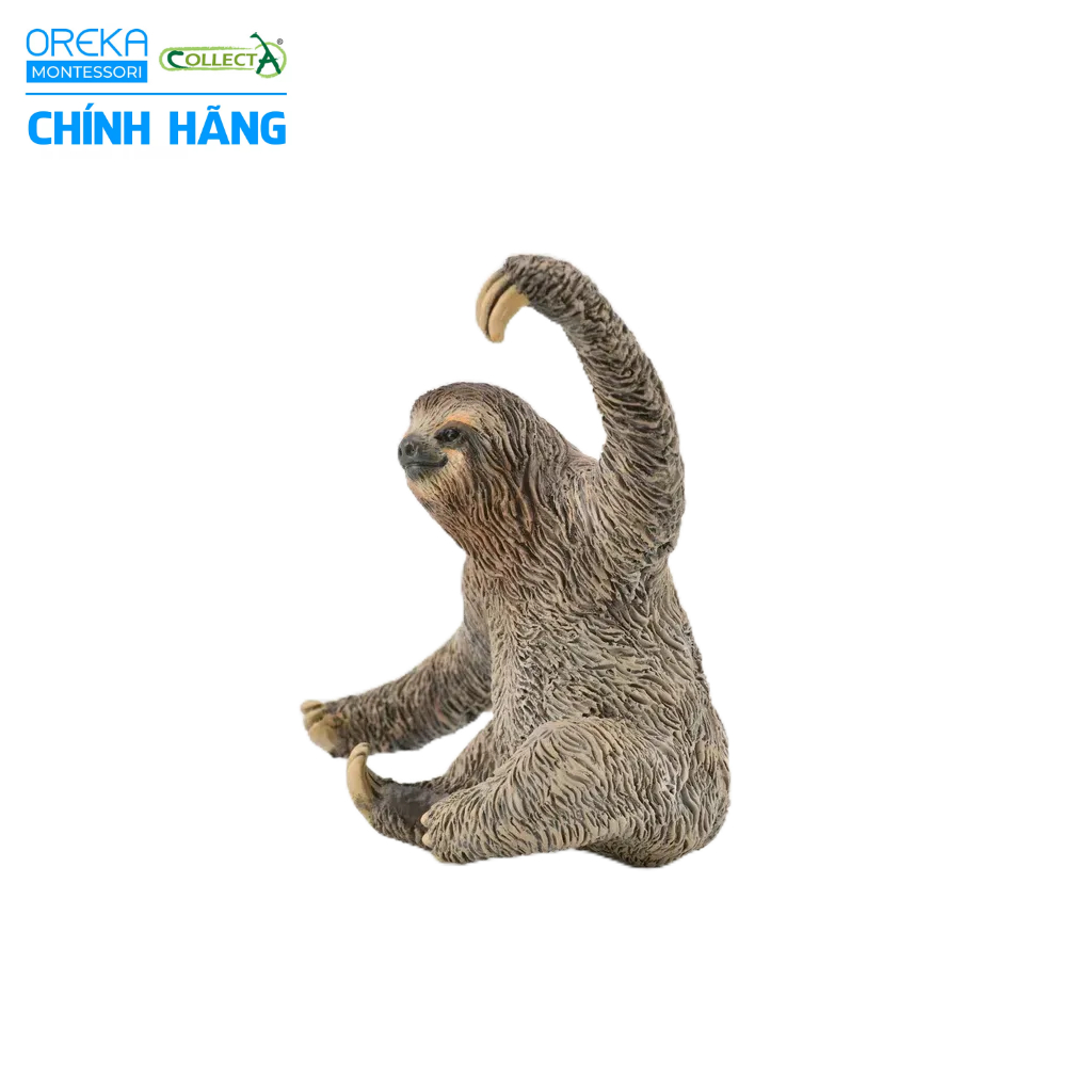 Mô hình động vật: Lười