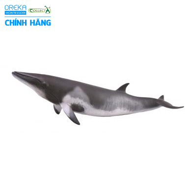 Mô hình động vật: Cá voi Minke