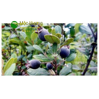 1KG Quả Sim Khô