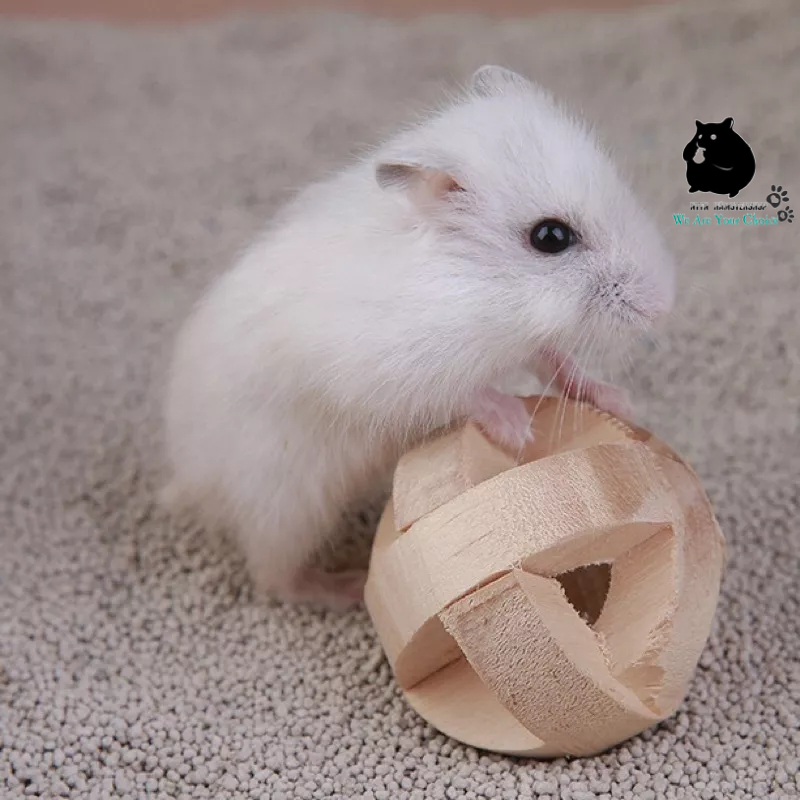 Cát Sand Liti Gói 1Kg cho Hamster