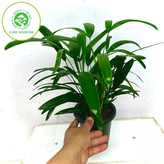 Cây trúc mây tiểu cảnh - mật cật (ảnh thật).
