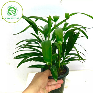 Cây trúc mây tiểu cảnh - mật cật (ảnh thật).