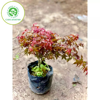Cây phong lá đỏ cao 40cm (ảnh thật số 2).