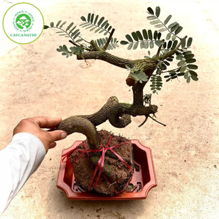 Cây me phôi bonsai (ảnh thật)