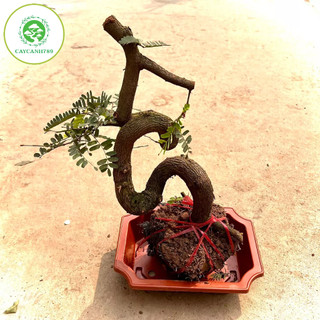Cây me phôi bonsai (ảnh thật)