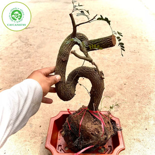 Cây me phôi bonsai (ảnh thật)