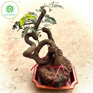 Cây me phôi bonsai (ảnh thật)