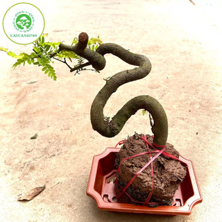 Cây me phôi bonsai (ảnh thật)