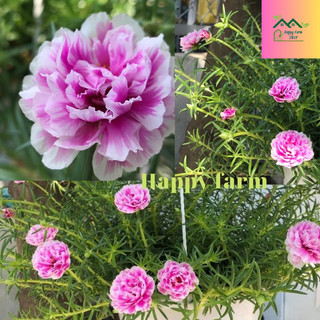 Chậu hoa mười giờ màu Hồng Khói