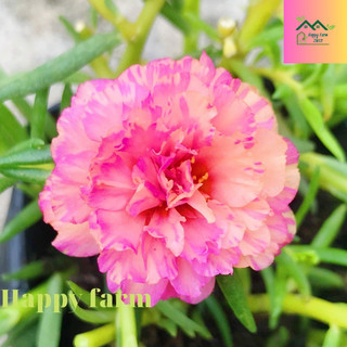 Chậu hoa mười giờ màu hồng cam loang siêu đẹp