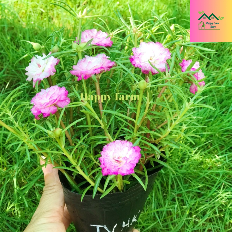 Chậu hoa mười giờ màu Trắng viền hồng kép