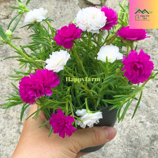Chậu hoa mười giờ 2 màu trắng tím