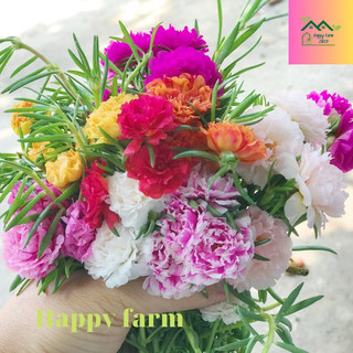 1kg Cành hoa mười giờ nhiều màu