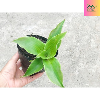 Chậu cây lược Vàng