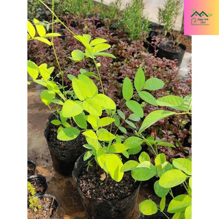 Cây hoa đậu biếc kép (cây giống)