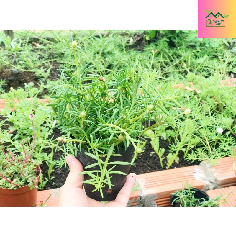 Chậu hoa mười giờ màu hồng nhạt sọc