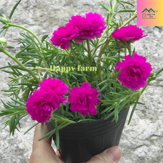 Chậu hoa mười giờ màu tím ( chuẩn màu)
