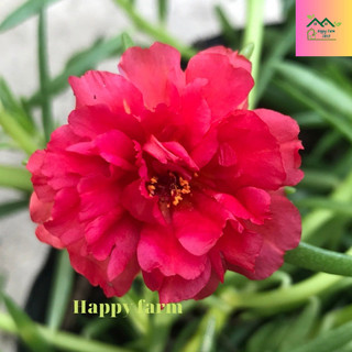 Chậu hoa mười giờ màu Đỏ