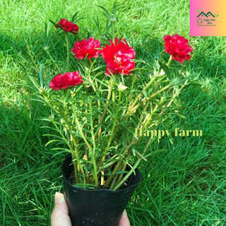 Chậu hoa mười giờ màu Đỏ