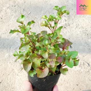 Cây cải xoong nhật ( dền Nhật )/ diệu kỷ đỏ (không nhận đơn miền Bắc)