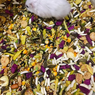 Thức ăn trộn rang bơ, thức ăn cho Hamster