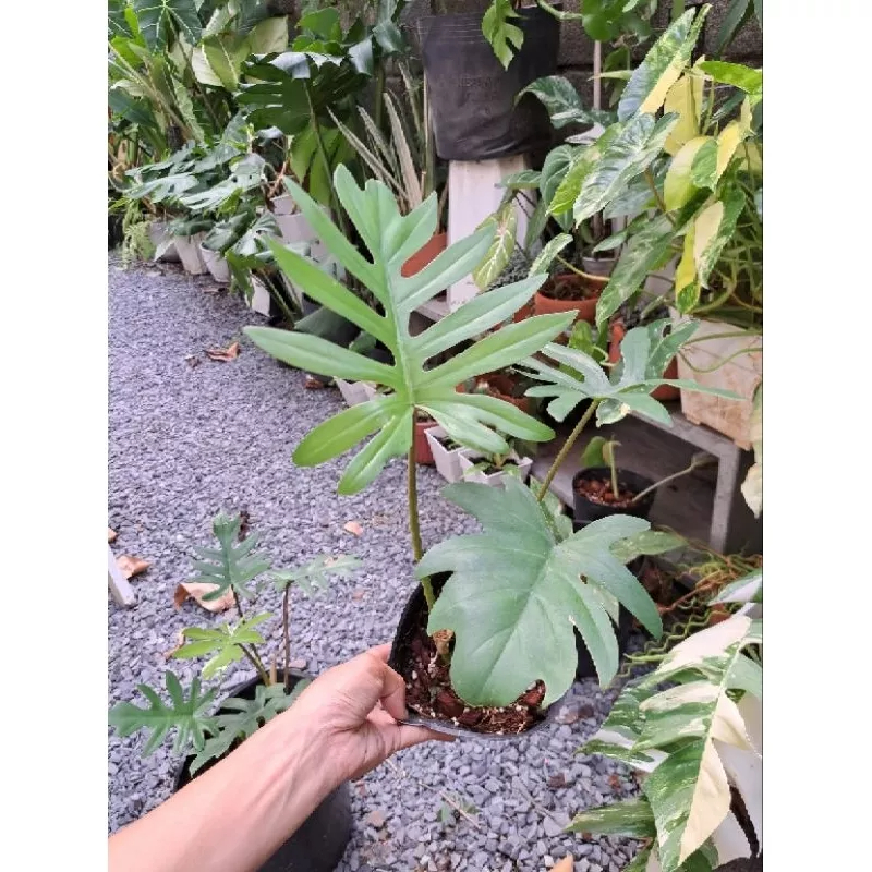 Cây philodendron mayoi (2 kích cỡ)