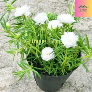 Chậu hoa mười giờ màu Trắng