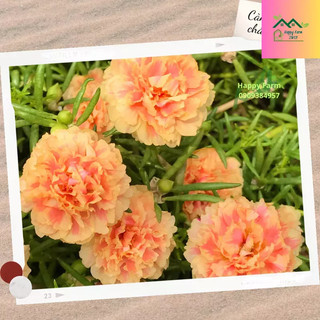 1kg Cành giống hoa mười giờ Vàng Sọc