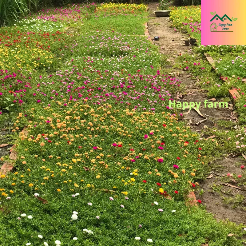 1kg cành hoa mười giờ Hồng Baby sọc