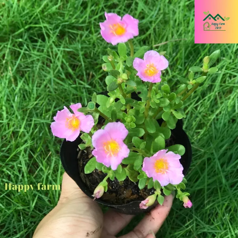 Chậu hoa mười giờ Sam màu hồng Baby