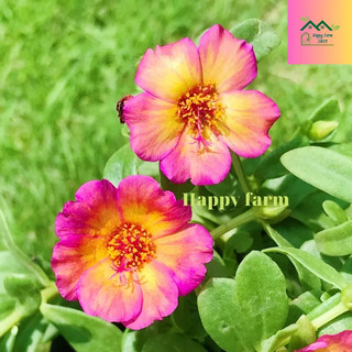 Chậu hoa mười giờ sam màu hồng vàng