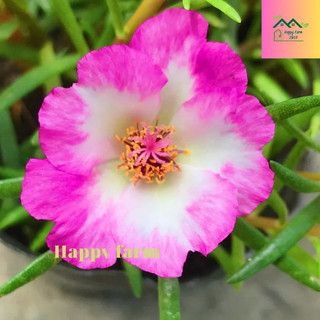 Chậu hoa mười giờ màu Thái đơn trắng viền hồng