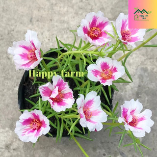 Chậu hoa mười giờ Thái đơn chớp hồng