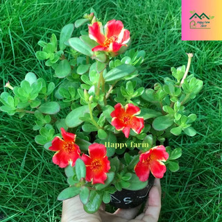 Chậu hoa mười giờ sam đỏ sọc vàng