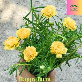 Chậu hoa mười giờ màu Vàng