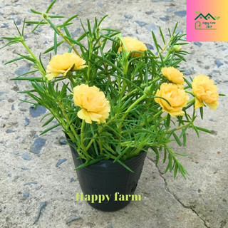 Chậu hoa mười giờ màu Vàng