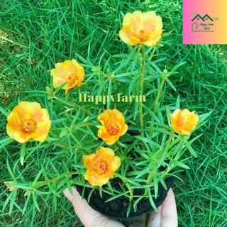 Chậu hoa mười giờ Thái màu Vàng Sọc Cam