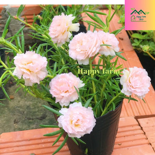 Chậu hoa mười giờ màu hồng nhạt baby dễ thương