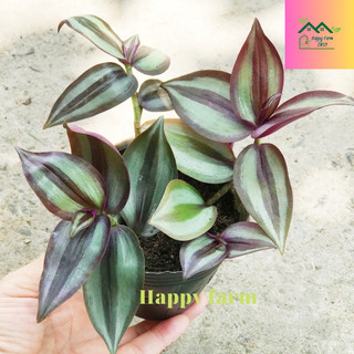 Cây Thài Lài tím (Cây Hồng Trai)