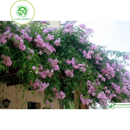 Cây hồng thiên hương đang hoa mùi thơm nhẹ - cây leo giàn