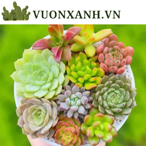 Sen đá Đà lạt 30 màu dùng trang trí tuyệt đẹp, Vườn Xanh TV dễ trồng, dễ chăm sóc Trang trí, nhà cửa - Vỉ
