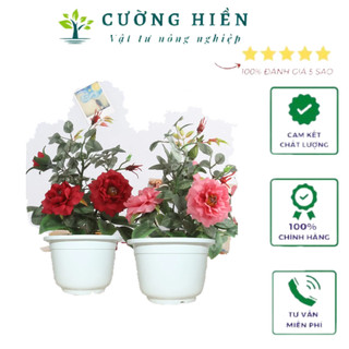 Chậu tròn trắng trồng cây loại dày to 30 cao 25 A330HC