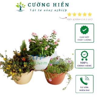 Chậu Ốp tường dài 24cm rộng 15cm