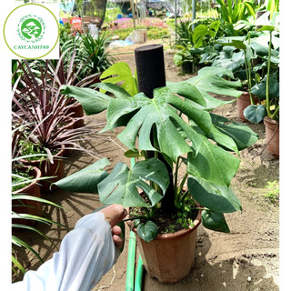 Cây Trầu Bà Monstera cao 80cm - 1m ( ảnh thật số 2 )..
