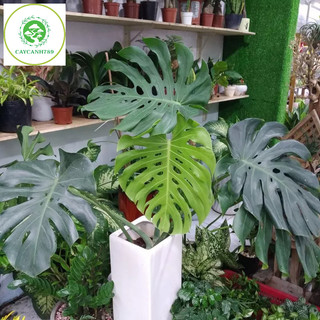 Cây Trầu Bà Monstera cao 80cm - 1m ( ảnh thật số 2 )..