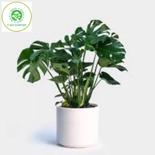 Cây Trầu Bà Monstera cao 80cm - 1m ( ảnh thật số 2 )..