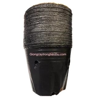 TÚI BẦU CHUYÊN DÙNG ƯƠM CÂY GIỐNG ĂN QUẢ, HOA CÂY CẢNH (15x13cm) 1kg