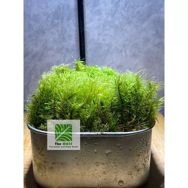 Rêu Dicranum Nipponense,trang trí terrararium,bán cạn,tiểu cảnh